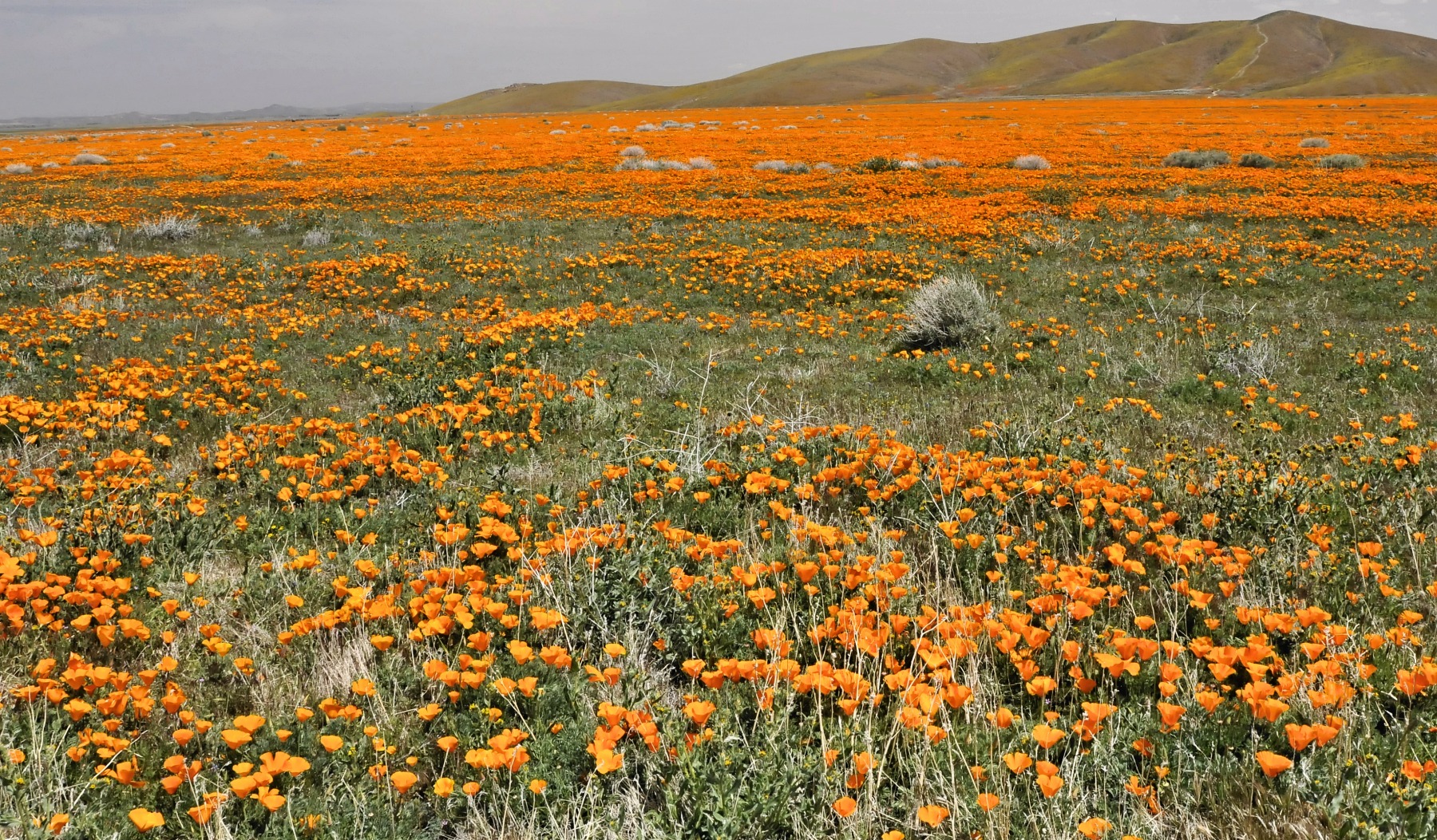 High Desert Poppy Fields | Shutterbug